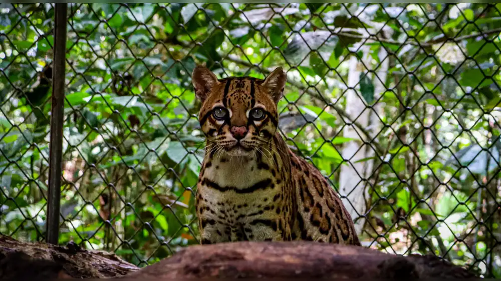 Cómo la formalidad ha salvado a más de 500 animales silvestres en la selva de San Martín