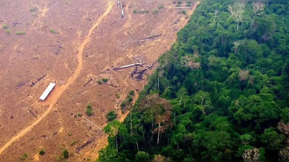 ONU: Deforestación mundial se mantiene en niveles preocupantes