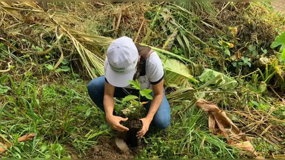 San Martín: Venden plantones a S/1 para impulsar la reforestación