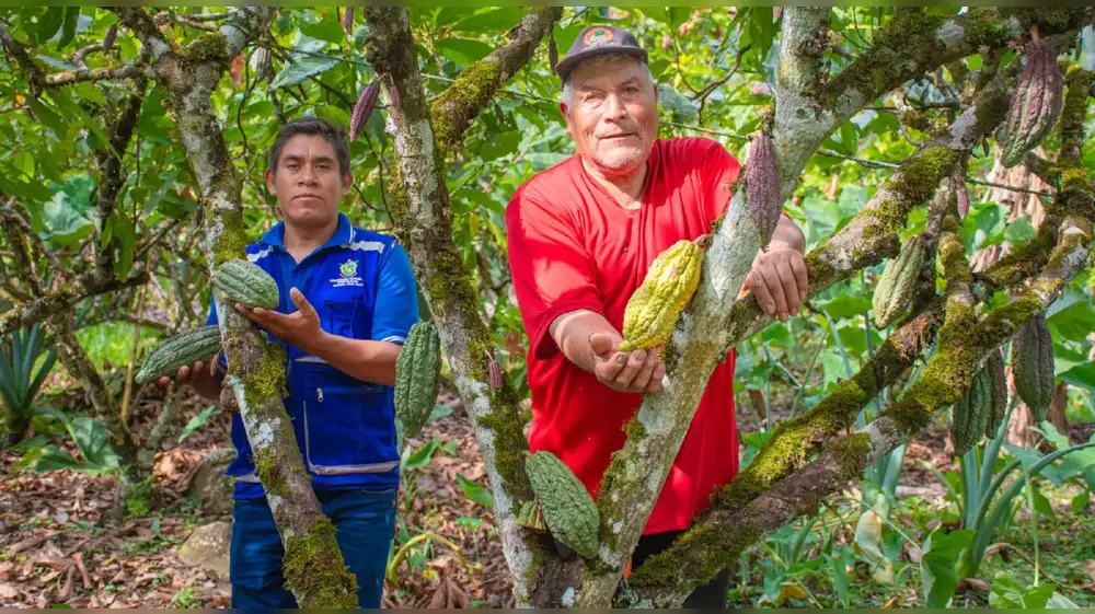 El VRAEM se alista para celebrar al cacao que dio origen al "mejor chocolate del mundo"