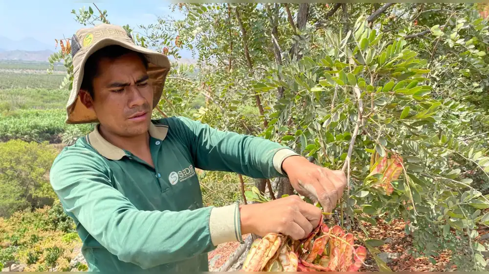 Centenar de productores de tara son formalizados en Apurímac