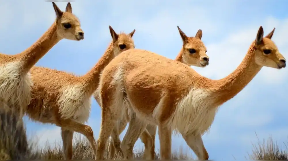Población de vicuñas aumentaron un 45% en Cusco