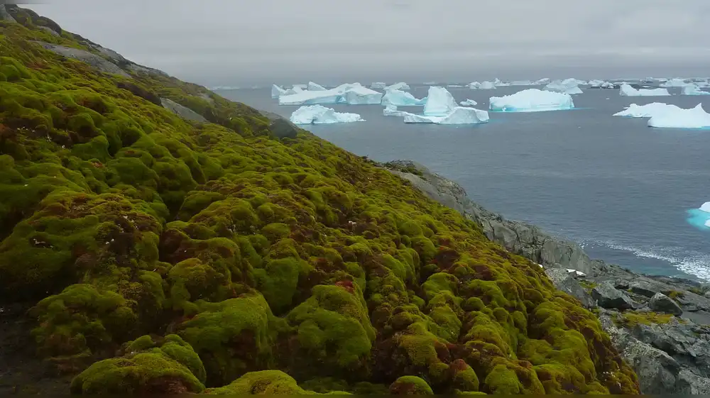 Vegetación en la Antártida tiene el tamaño de Berlín