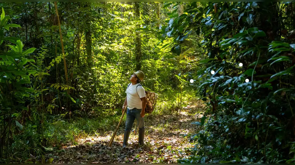 El milagro de la castaña en Madre de Dios que sostiene a 20 mil familias y blinda la Amazonía