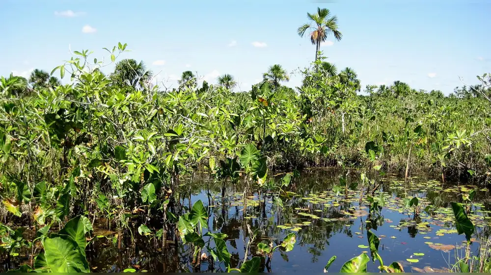 Concesión Yanayacu-Maquía se suma a la meta global 30x30 con casi 40 mil hectáreas protegidas