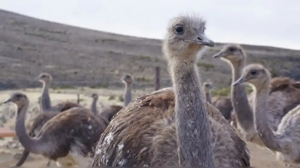 Perú anuncia realización del III Censo Nacional del Suri