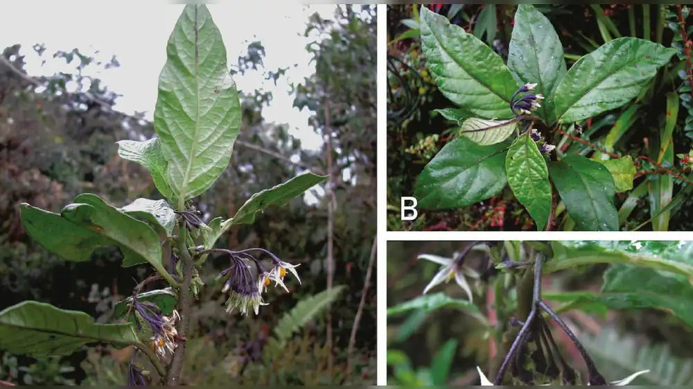 Descubren nueva especie de flora en Oxapampa, pero ya se encuentra en peligro de extinción