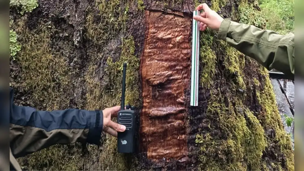 Chile: Vandalizan un árbol de 600 años de antigüedad