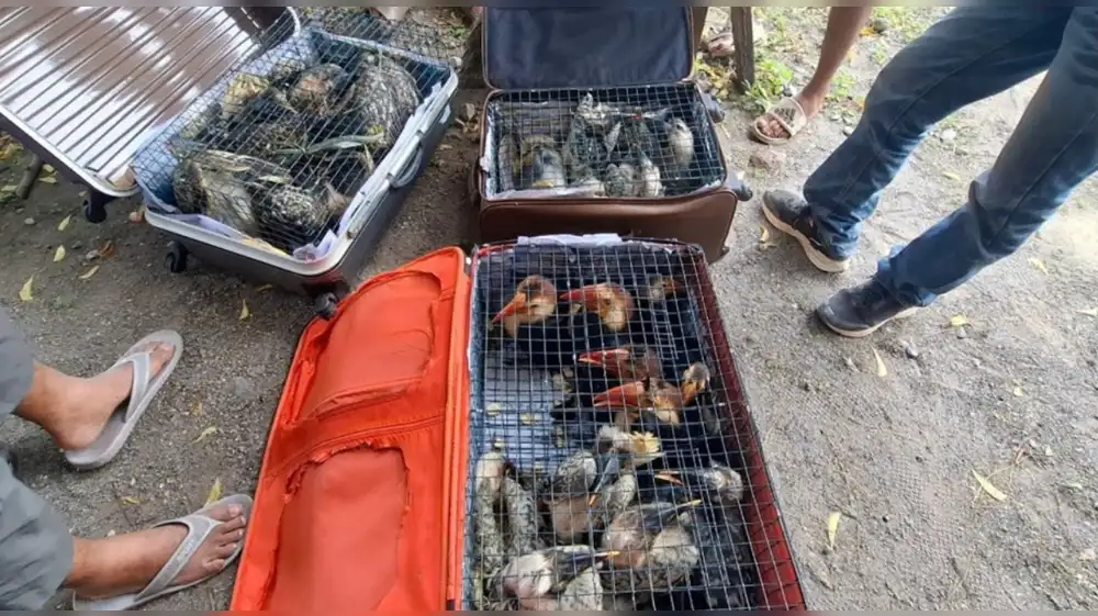 Interpol ejecuta operación mundial contra tráfico de especies