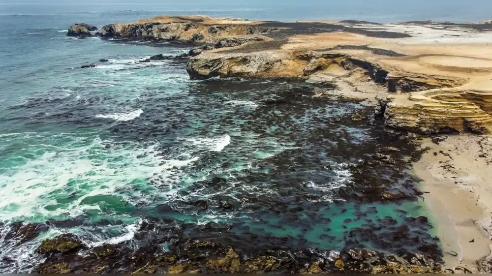 El cambio climático amenaza con borrar el 60% de los bosques submarinos entre Perú y Chile al 2050