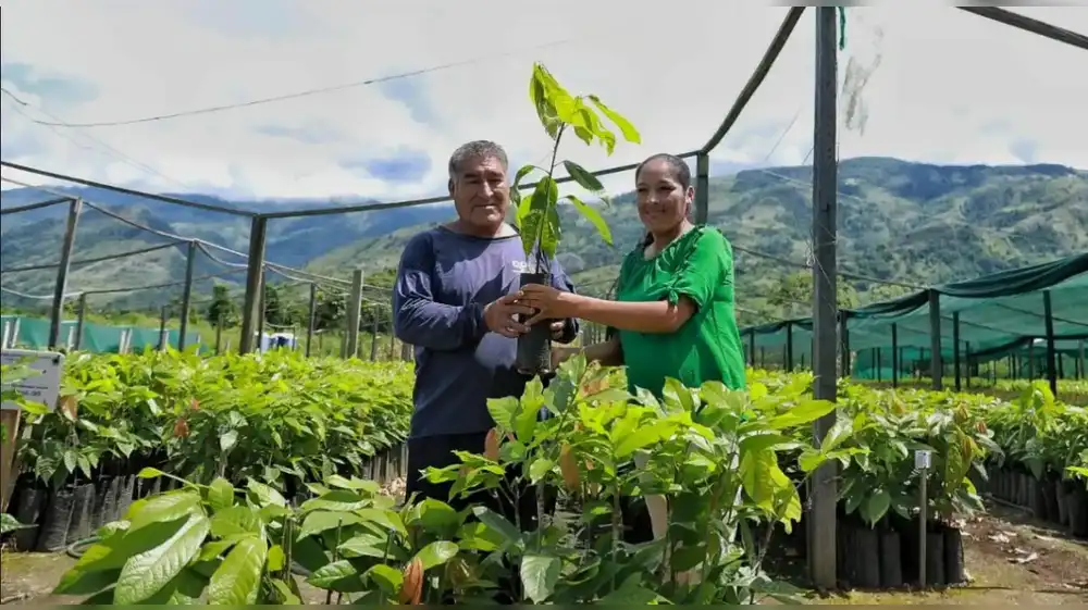 Más de 200,000 plantones recuperarán áreas degradadas de Ayacucho