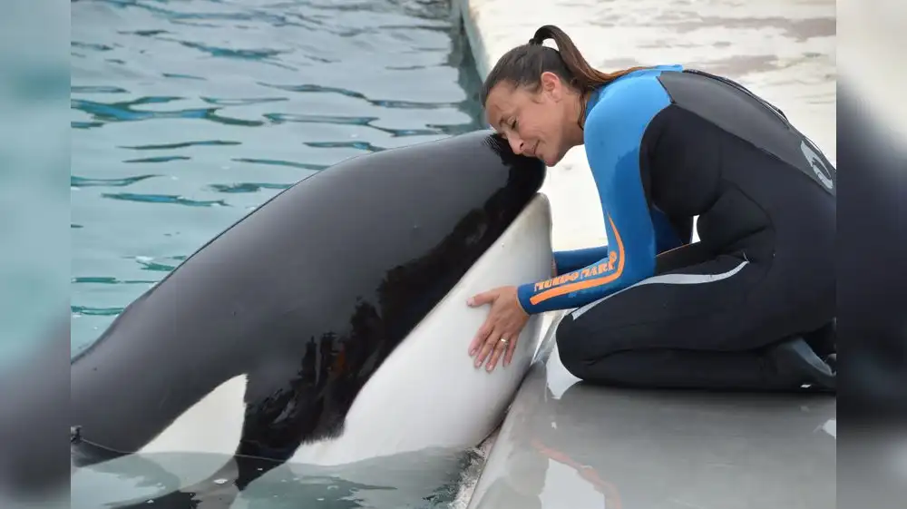 Muere conocida orca que vivió durante 33 años en cautiverio
