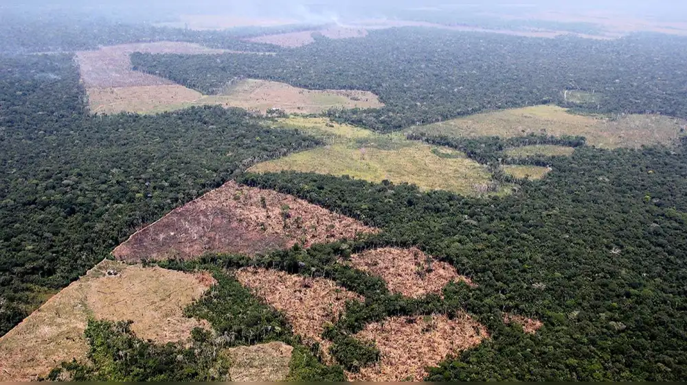 Ucayali bajo asedio: El 98% de la deforestación en la última década fue ilegal