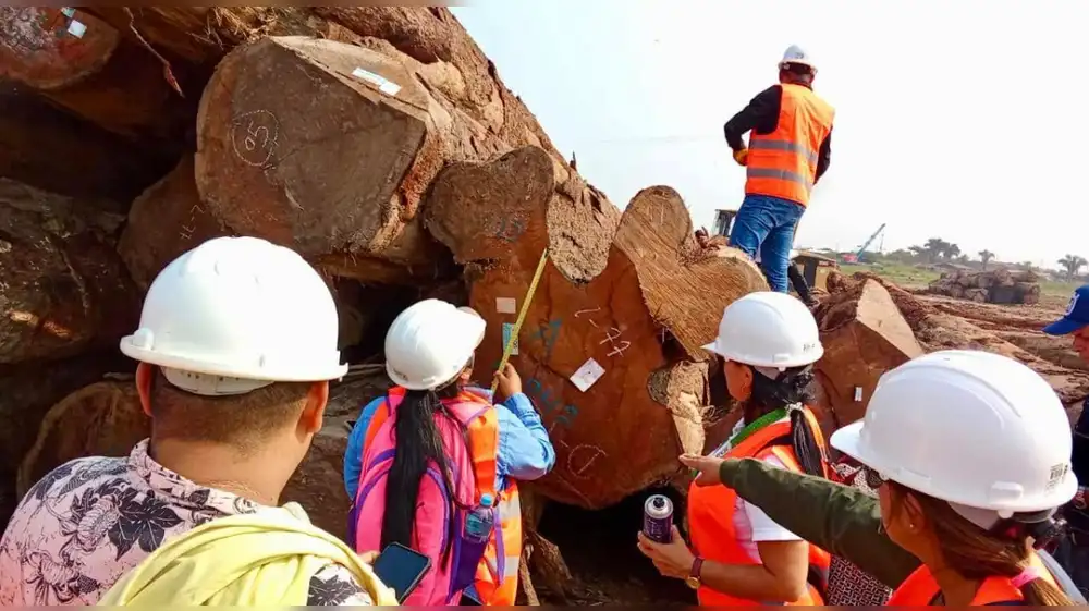 Madre de Dios: Detectan irregularidades en aprovechamiento forestal