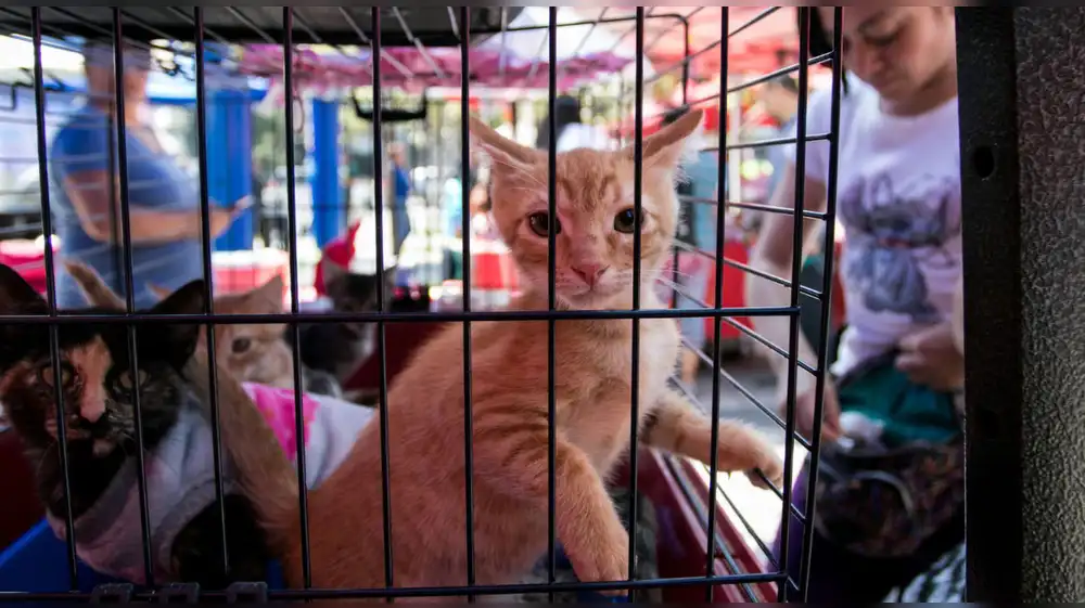 México: Prohíben exhibición de perros y gatos en vitrinas y jaulas