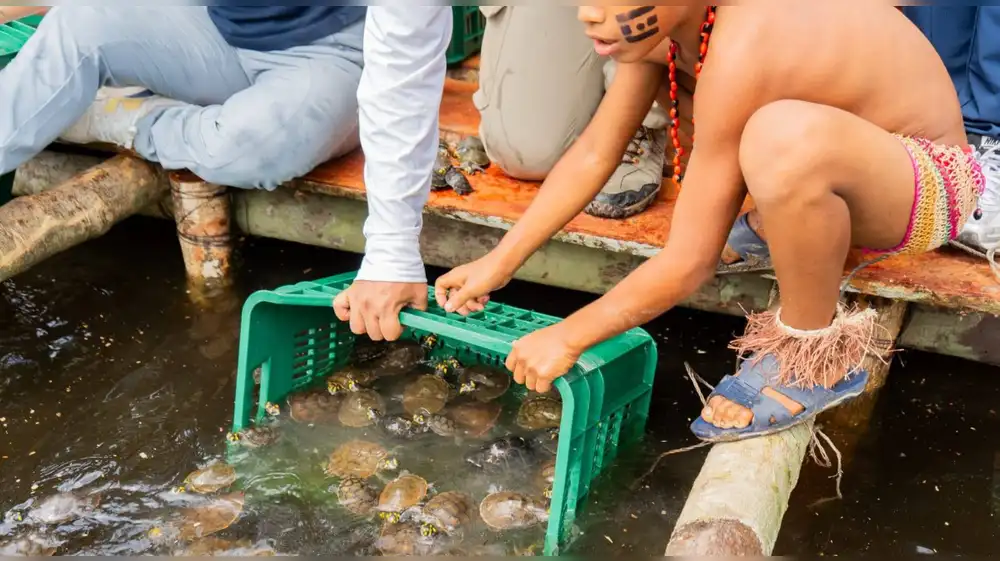Liberan más de 100 mil taricayas en Loreto