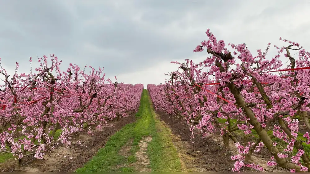 Ciclos de floración son rastreados con tecnología satelital
