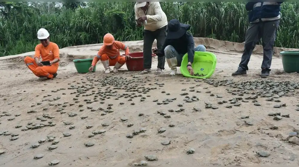 Liberan más de 1.500 taricayas para proteger el ecosistema y a los pueblos aislados