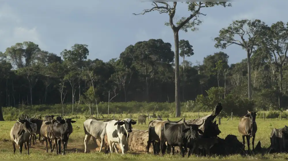 Familias transforman la ganadería para proteger la biodiversidad