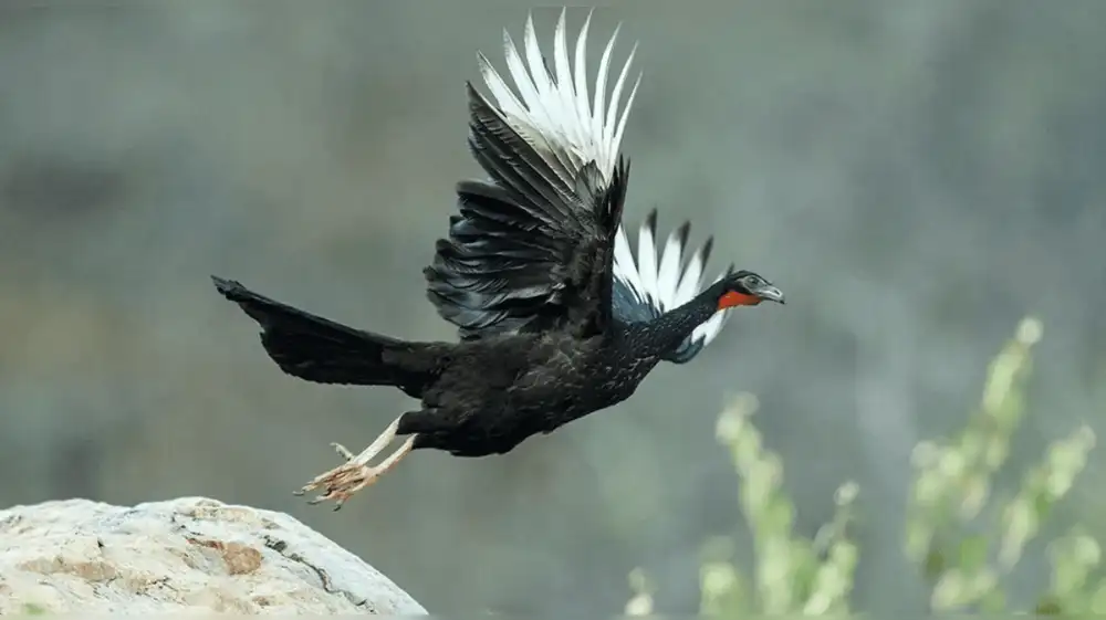 Lanzan iniciativa para proteger a la pava aliblanca