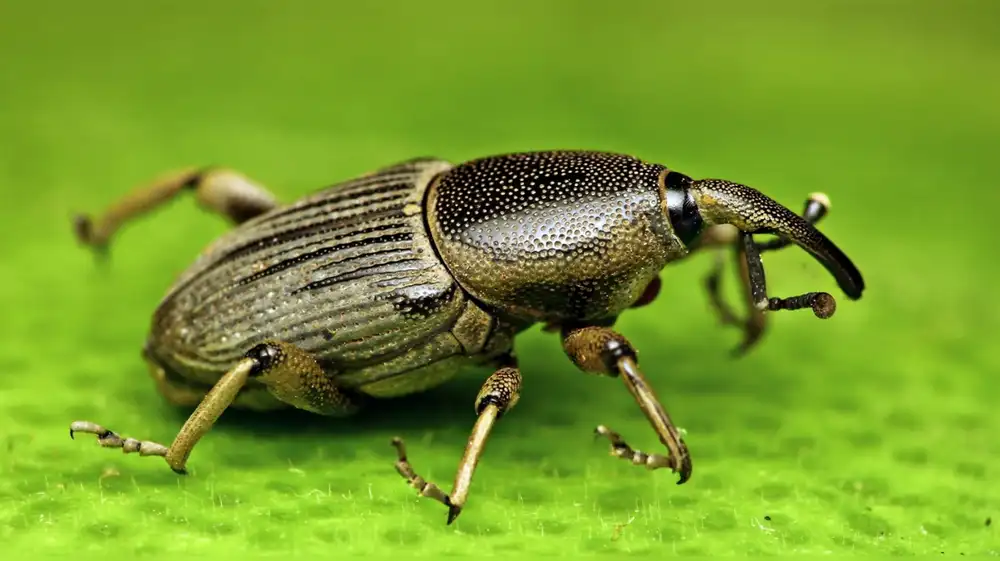 Crean dispositivo capaz de repeler temida plaga del plátano