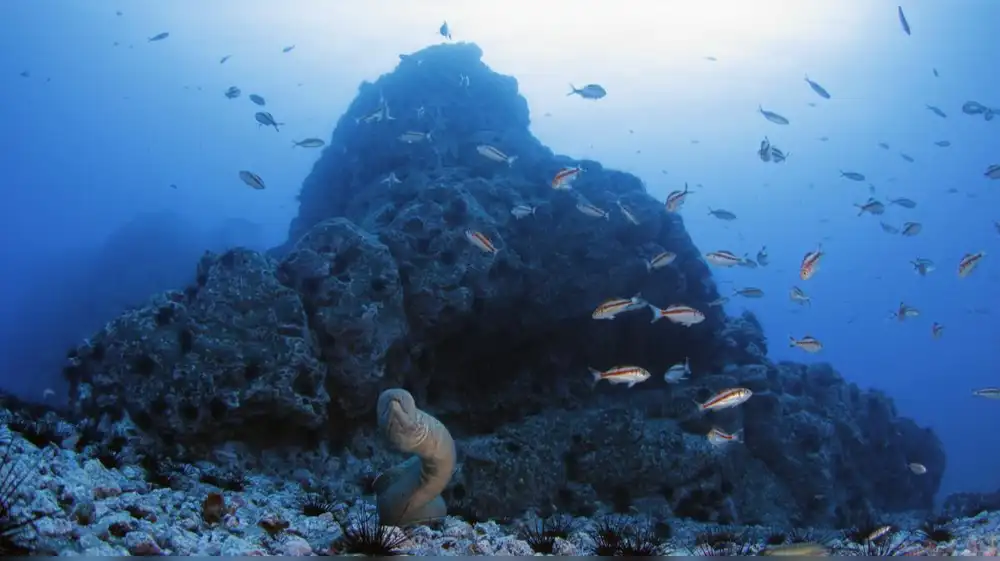 Histórico: Hallan 20 nuevas especies marinas en la Dorsal de Nazca