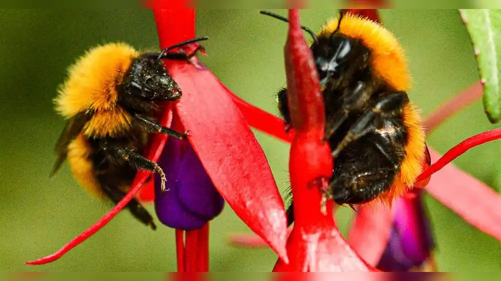 Abejorro más grande del mundo enfrenta riesgo de extinción