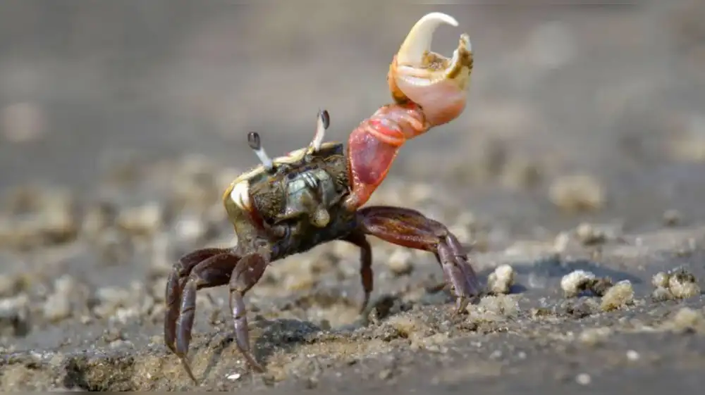 Cangrejos violinistas devoran y descomponen microplásticos