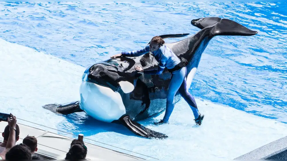 Muere conocida orca del SeaWorld de Orlando