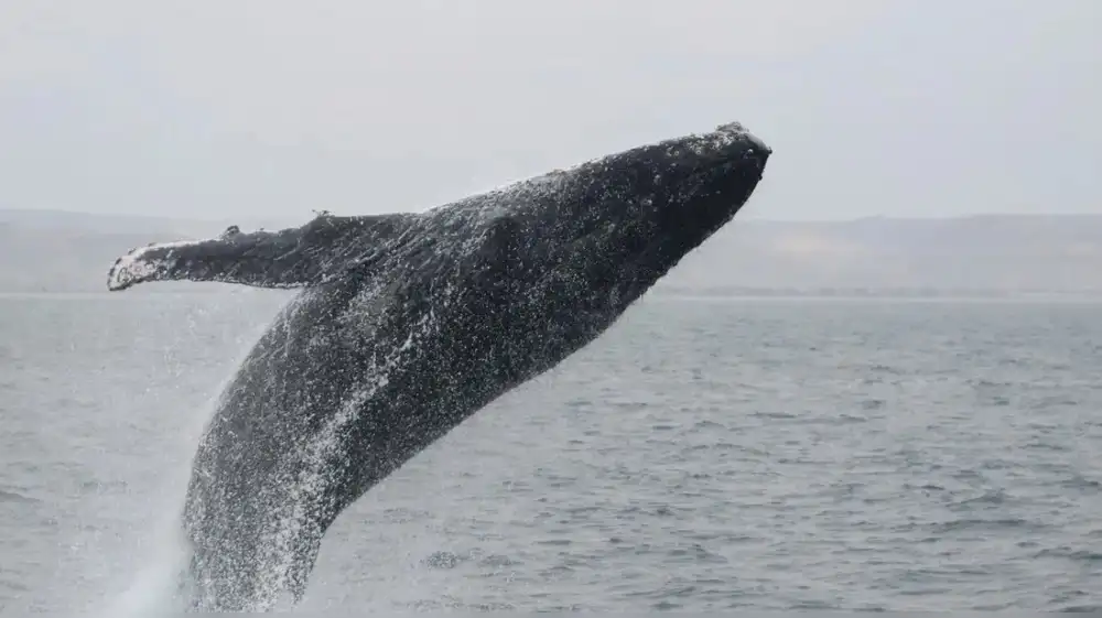 Más de 900 avistamientos consolidan la vigilancia de cetáceos en 2025