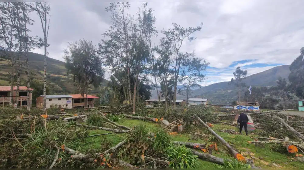 Fiscalía investiga tala de árboles en centro poblado de Huánuco