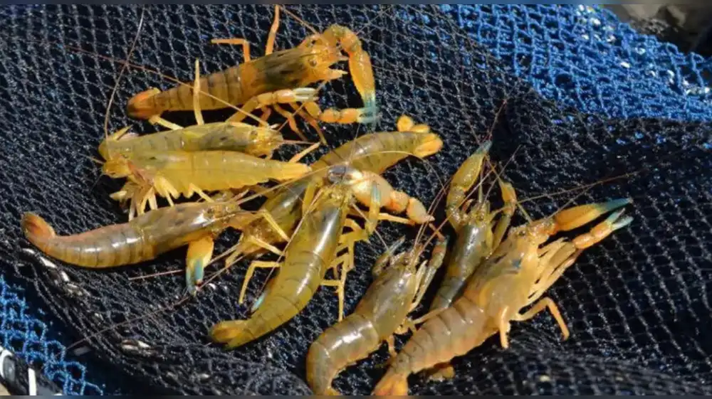 Arequipa inicia la veda anual de camarón