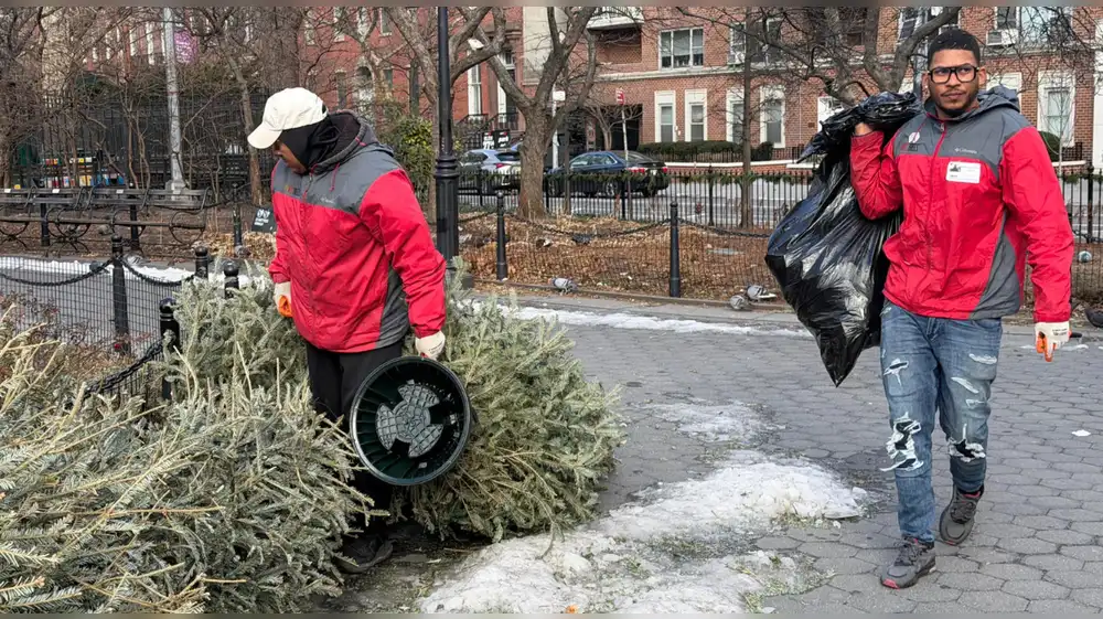 EE.UU.: Nueva York recicla árboles de Navidad para nutrir sus parques