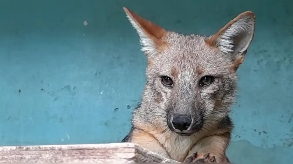 Cajamarca: Realizan inspección para conocer estado de salud de ‘Run Run’