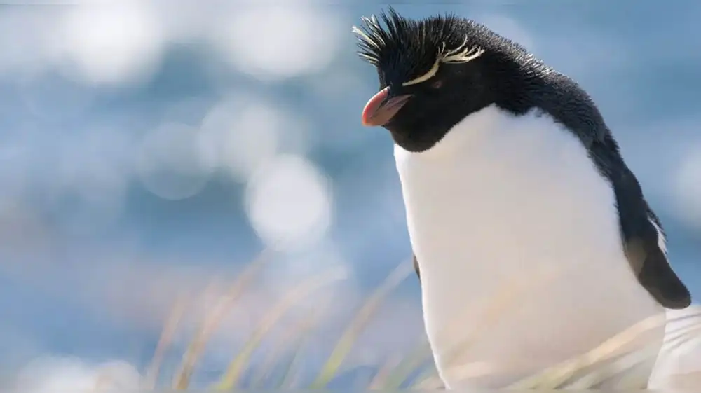 Crisis ambiental amenaza supervivencia del pingüino penacho amarillo