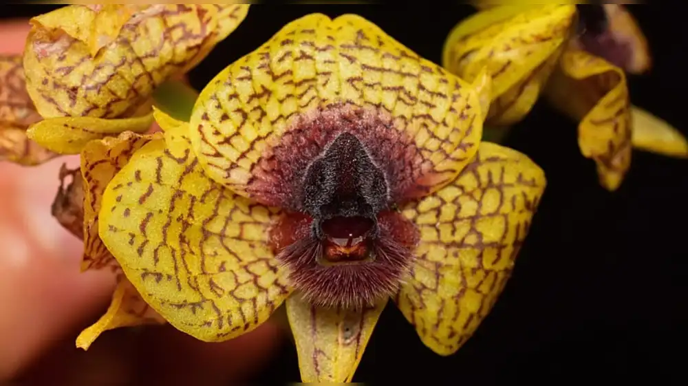 Descubren 190 nuevas especies de plantas y hongos en 2025