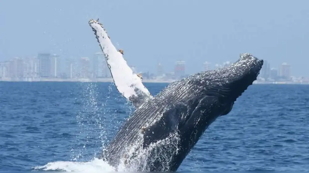 Guatemala abre su temporada anual de ballenas jorobadas