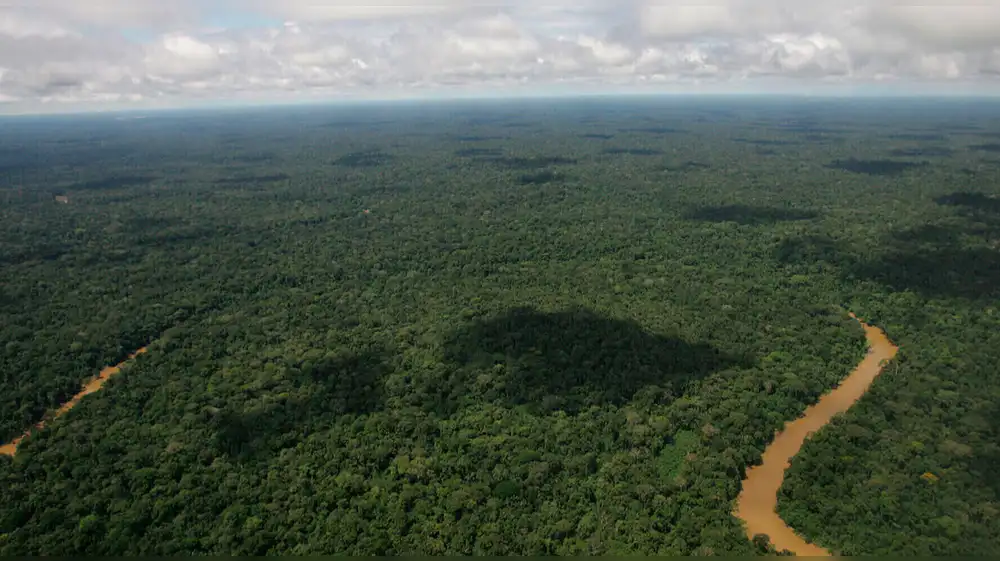 Cerca de 1.8 millones de hectáreas de bosques conservadas en el 2025