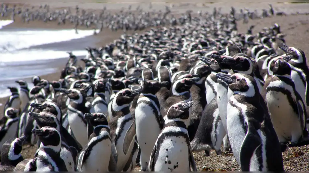 Perú realiza Censo Nacional de Pingüino de Humboldt