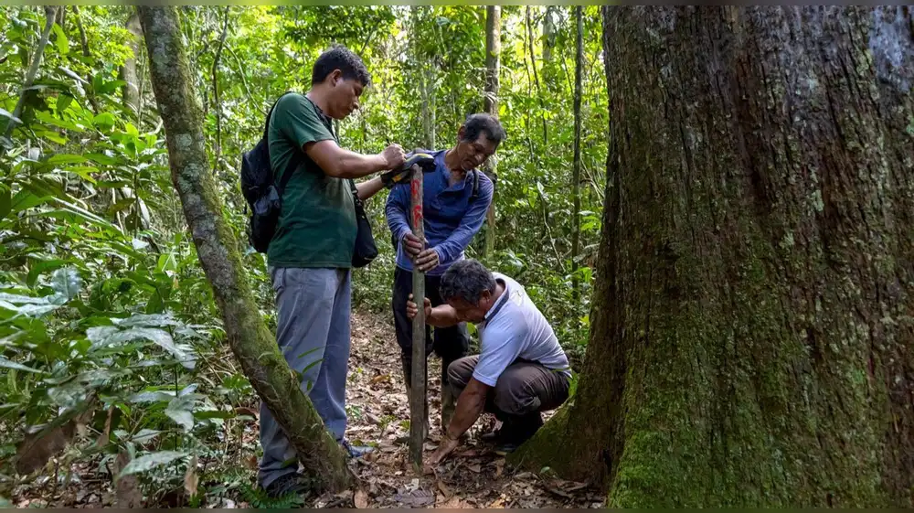 Destinan S/4,5 millones para conservación de los bosques