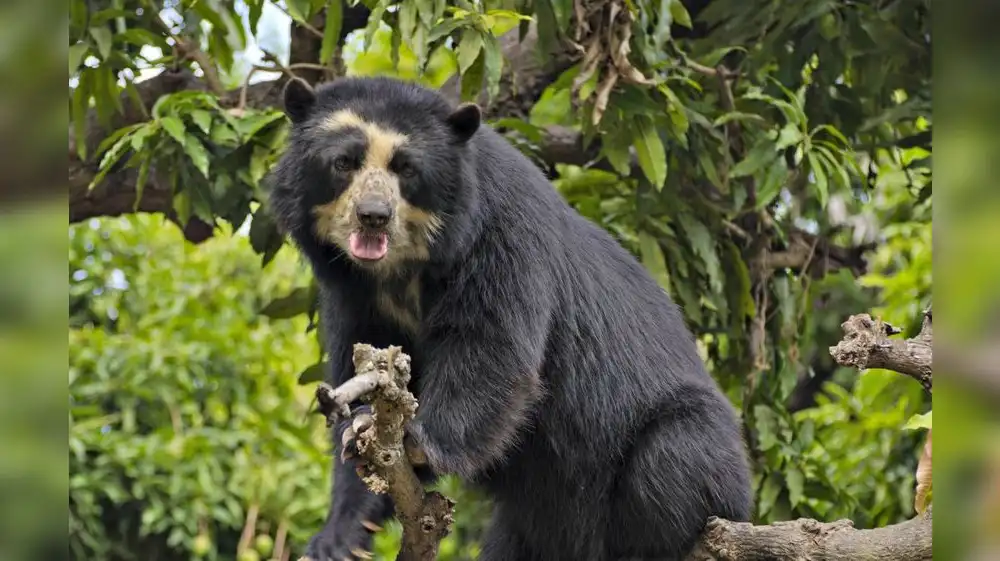 Perú: Esfuerzos ambientales se centrarán en conservación de especies