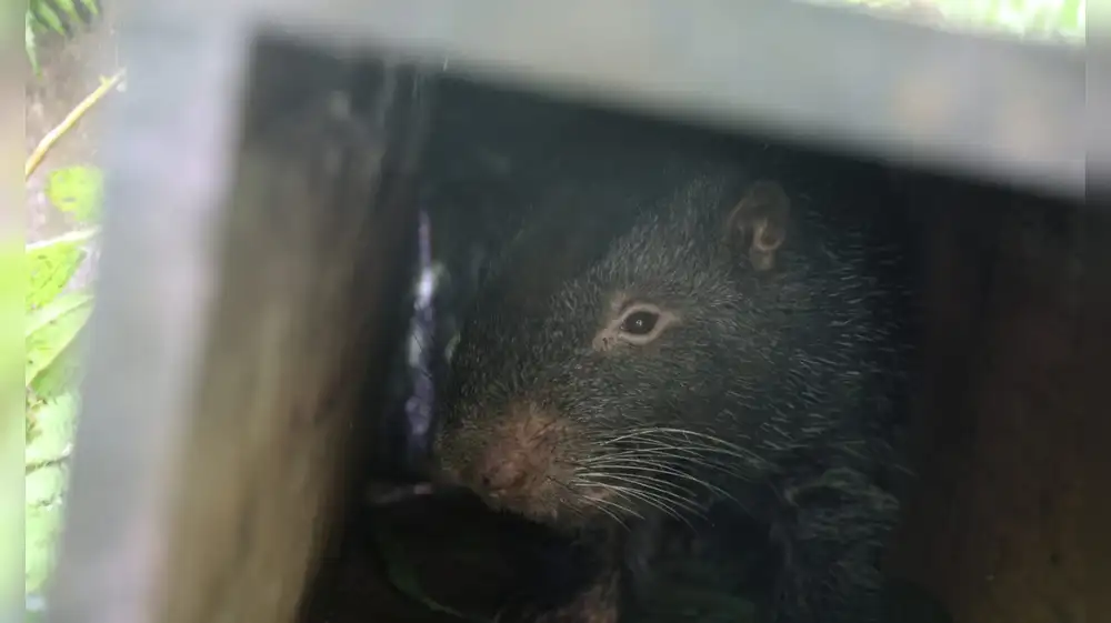 Junín: Macheteros rescatados retornan a la vida silvestre