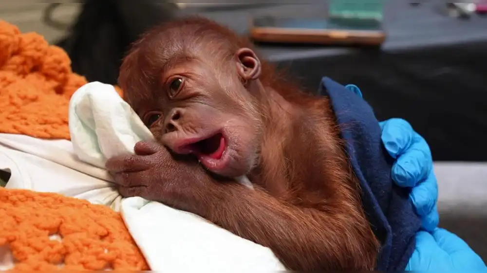 Orangután nace por cesárea y marca un hito en conservación de especie