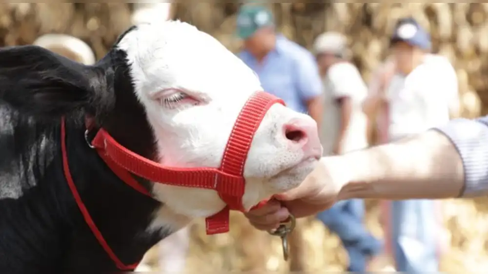Lambayeque: Nace primera ternera concebida por inseminación artificial