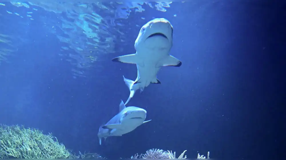 Panamá le pone freno a la exportación de tiburones