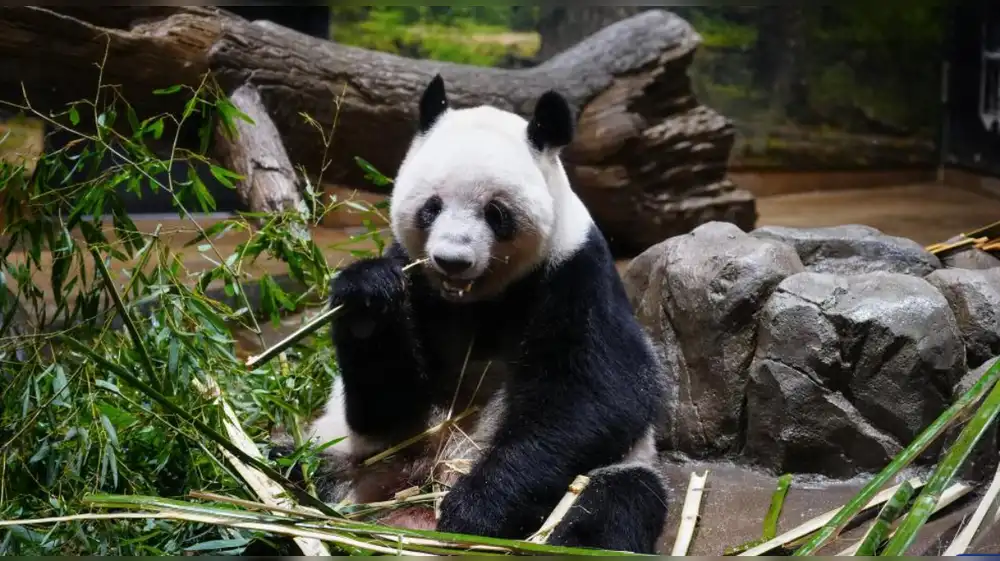 Japón se despide de los osos panda que habitaban su territorio
