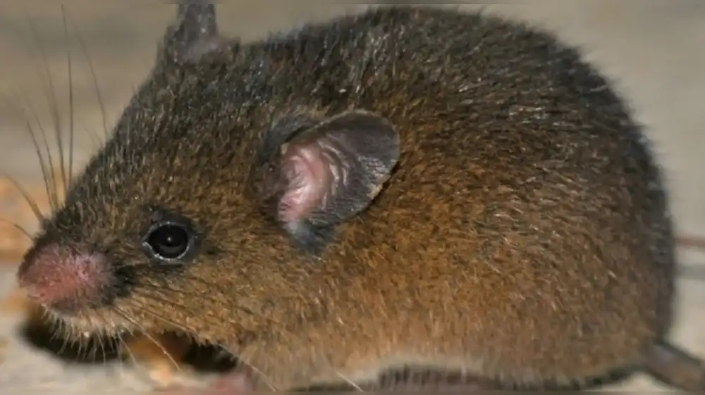 Descubren nueva especie de roedor en Cajamarca