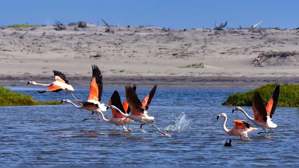 Impulsan nueva área de conservación en la región Arequipa