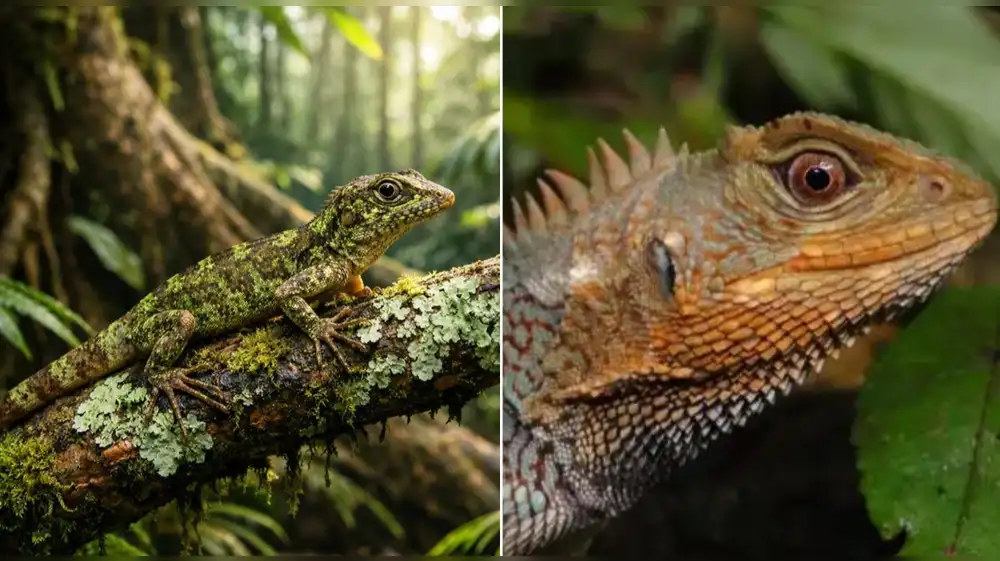 Perú: Redescubren lagartija no avistada hace 150 años