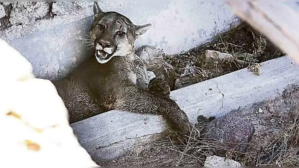 Fiscalía inicia investigación por muerte de puma en San Martín
